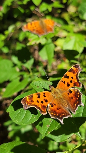 Eastern Comma