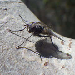 Cryptomeigenia