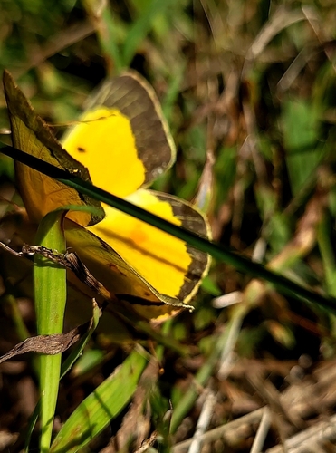 Orange Sulphur
