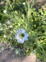 Nigella