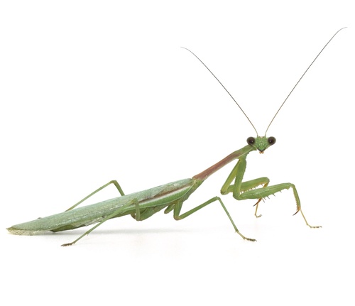 Arizona Mantis, photo 4 of 8