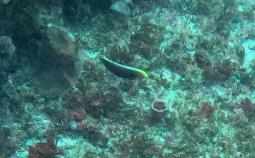 Halichoeres iridis observed 2026-10-04