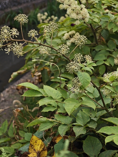 Aralia cordata observed 2026-10-07