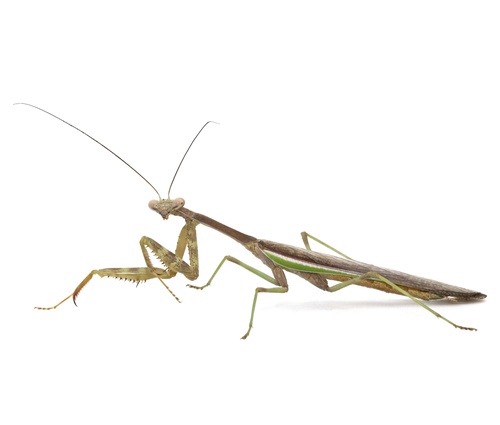 Arizona Mantis, photo 5 of 8