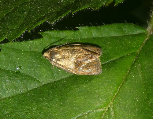 Brindled Tortrix, 3925 Scherpenzeel, Nederland, photo 9 of 10