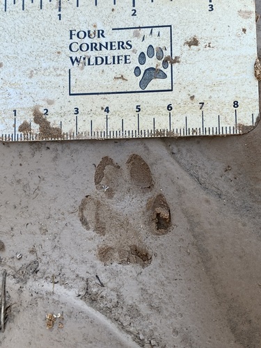Kit Fox observed by osiled