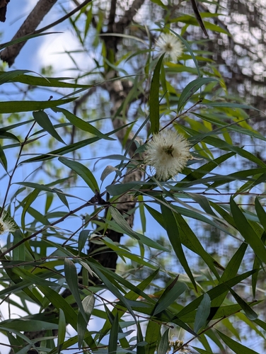 Callistemon salignus observed 2026-10-07