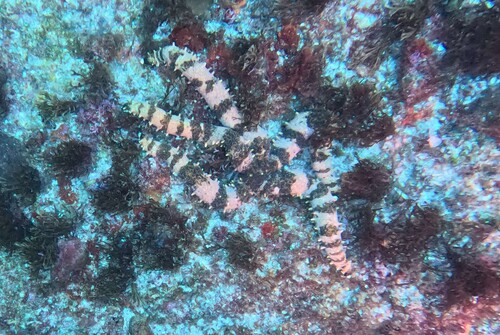Mithrodia observed 2026-10-04