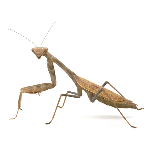 Arizona Mantis, photo 3 of 8