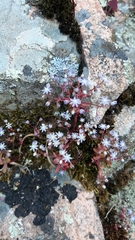 Sedum caeruleum