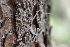 Tremella cladoniae