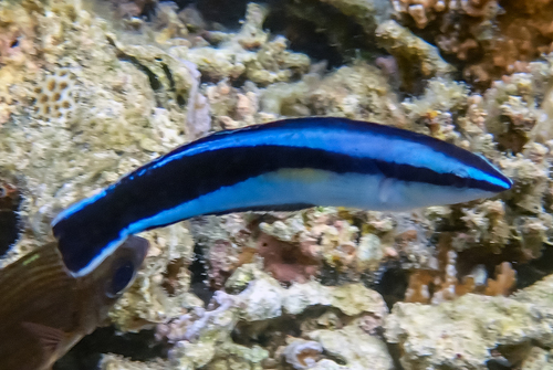 Aspidontus taeniatus observed 2026-09-16