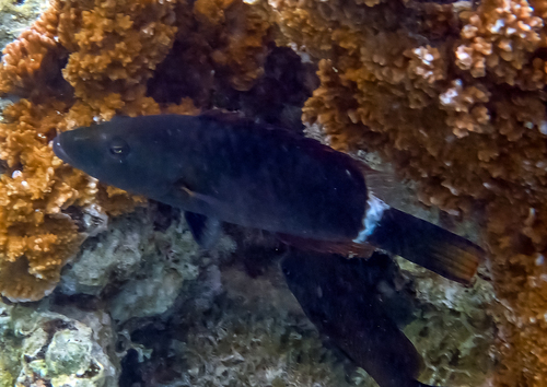 Oxycheilinus unifasciatus observed 2026-09-16