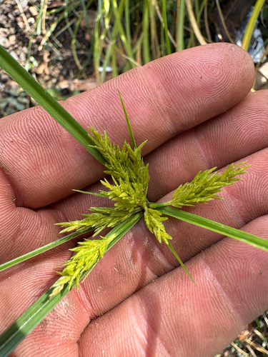 Cyperus polystachyos observed 2026-10-06