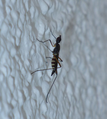 Micropeza corrigiolata