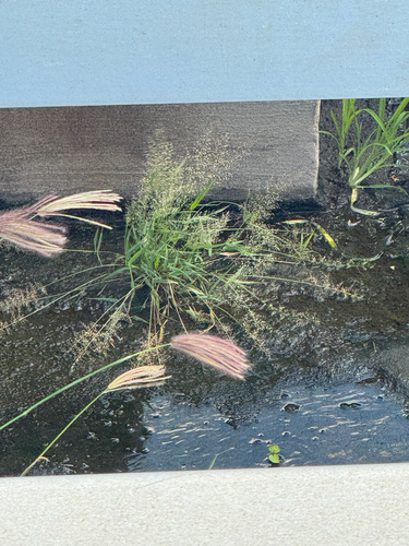 Eragrostis tenella observed 2026-10-06