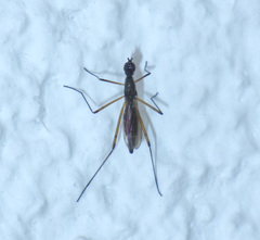 Micropeza corrigiolata