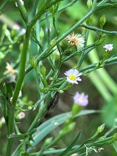 annual saltmarsh aster