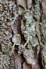 Tremella cladoniae