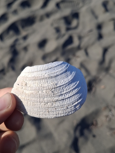 Leukoma staminea, 2026-10-06