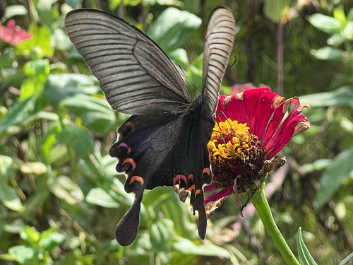 Chinese Peacock Swallowtail