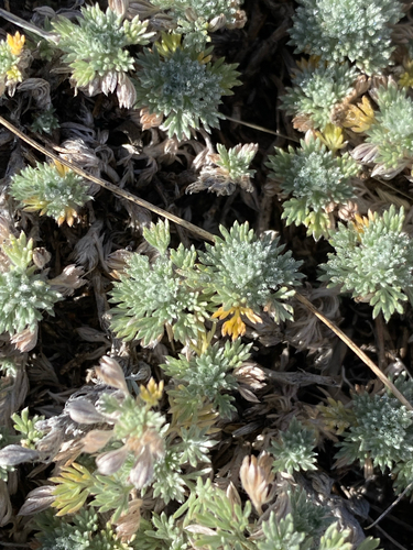 fringed sagebrush