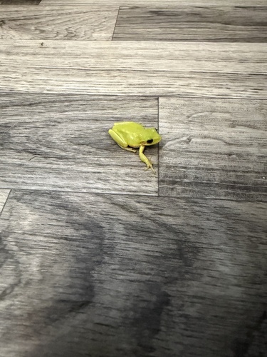 Squirrel Tree Frog