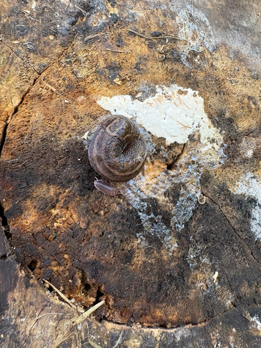 Leopard Slug
