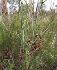 Acacia continua