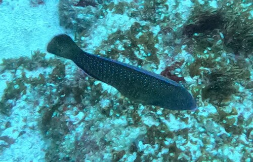 Anampses caeruleopunctatus observed 2026-10-04