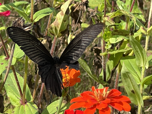 Spangle Swallowtail