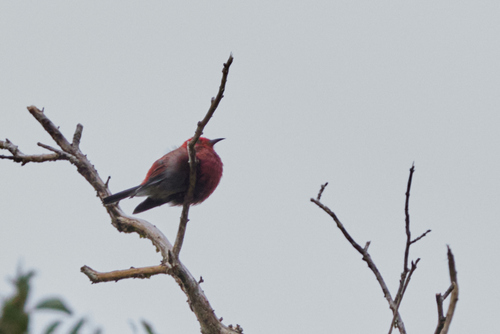 Himatione sanguinea observed 2026-09-18