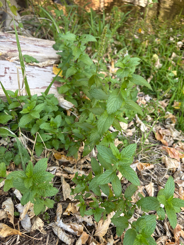 spearmint