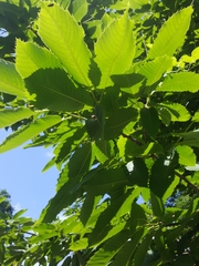 Castanea sativa