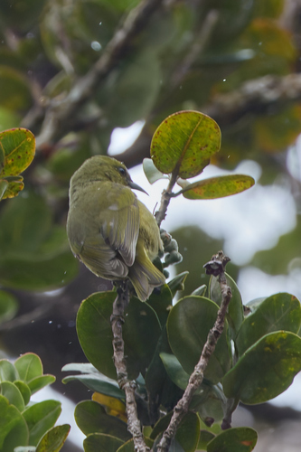 Chlorodrepanis virens observed 2026-09-18