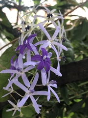 Petrea volubilis