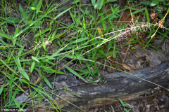 Dichanthelium scoparium