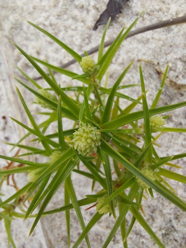 Cyperus pedunculatus observed 2026-10-03