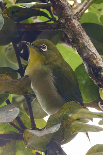 Zosterops japonicus observed 2026-09-18