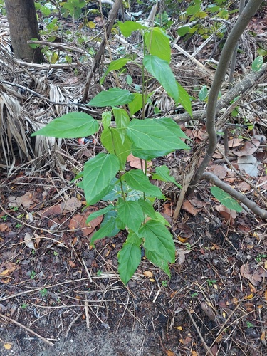 Colubrina asiatica observed 2026-10-03
