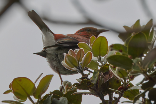 Himatione sanguinea observed 2026-09-18