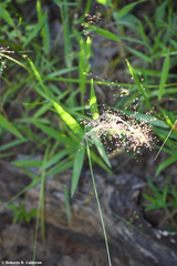Dichanthelium scoparium