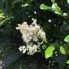 Ligustrum japonicum