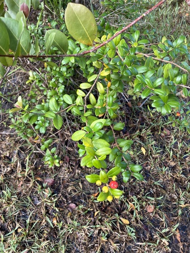 Myrcianthes fragrans, 2026-10-03