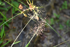 Dichanthelium scoparium