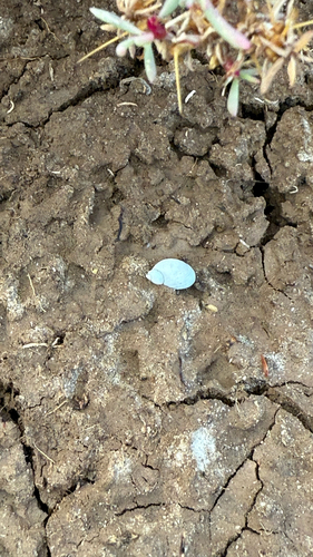 Succinea macgillivrayi, 2026-10-06