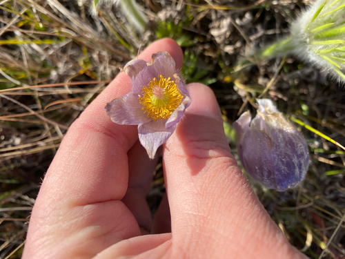 prairie pasqueflower