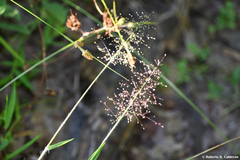 Dichanthelium scoparium