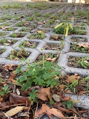 Oxalis pes-caprae