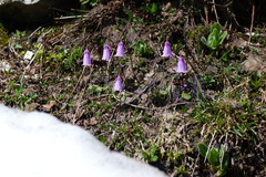 Soldanella pusilla